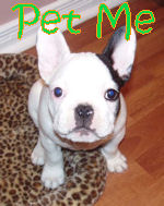 Petpuppy1.jpg