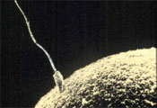Fertility