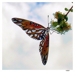 Butterfly.jpg