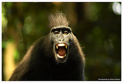 Monkey.jpg