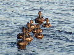Duckshow.jpg