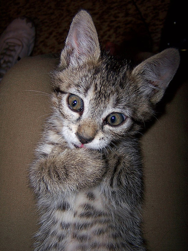 Thinkingcat.jpg